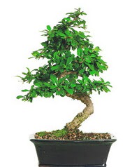 Bonsai bitkisi sat  Balgat Muhsin yazcolu Ankara iek gnderme