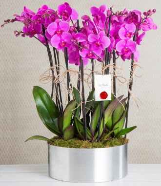 11 dall mor orkide metal vazoda  Ankara Balgat iek siparii
