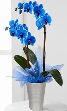 Seramik vazo ierisinde 2 dall mavi orkide  Ankara Balgat mustafa kemal mahallesi iekiler iek yolla