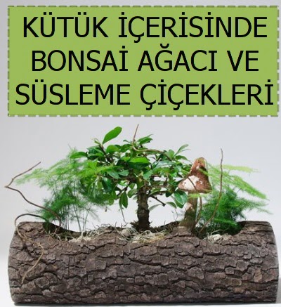 Ktk ierisinde bonsai japon aa bitkisi  iek sat ankara balgat ieki 