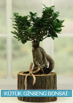 Ktk aa ierisinde ginseng bonsai  Ankara Balgat iek siparii