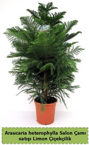 Salon am Sat Araucaria heterophylla  iek sat ankara balgat ieki 