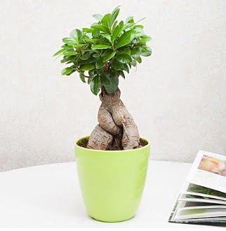 Ficus Ginseng Bonsai  Balgat Ankara iek online iek siparii