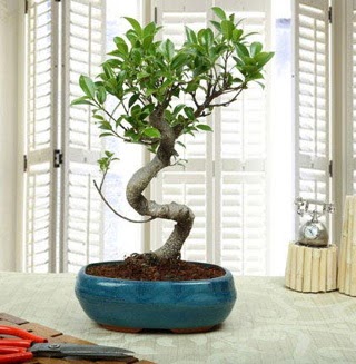 Amazing Bonsai Ficus S thal  Balgat Ankaradaki iekiler