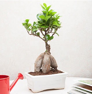 Exotic Ficus Bonsai ginseng  Ankara iek servisi , ieki adresleri