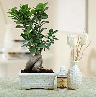 Ginseng ficus bonsai  Ankara Balgat ieki maazas