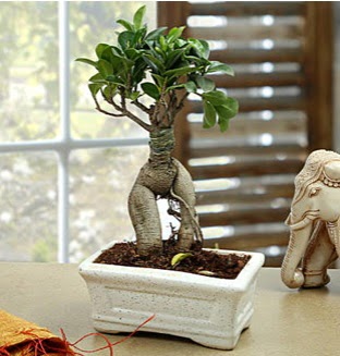 Marvellous Bonsai ginseng  Ankara internetten iek sat