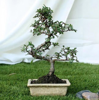 Fashionable Ulmus S Shape Bonsai thal  Balgat stz iek siparii