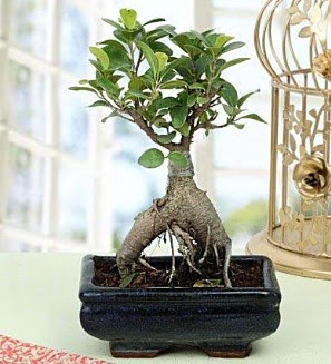 Appealing Ficus Ginseng Bonsai  hediye sevgilime hediye iek