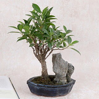 Japon aac Evergreen Ficus Bonsai  Ankara Balgat iek siparii