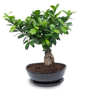 Ginseng bonsai aac zel ithal rn  Balgat Ehlibeyt Ankara iek siparii sitesi