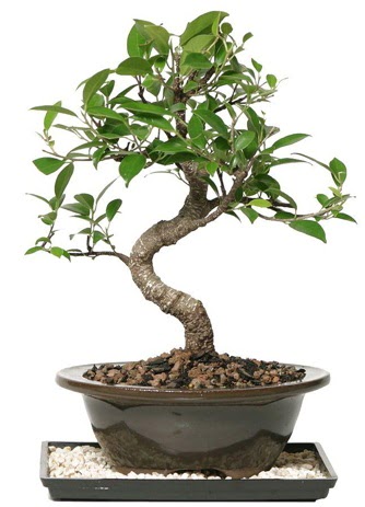 Altn kalite Ficus S bonsai  Balgat Muhsin yazcolu Ankara iek gnderme Sper Kalite