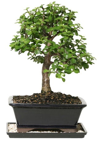 15 cm civar Zerkova bonsai bitkisi  Ankara internetten iek sat