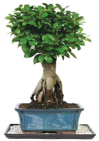 Bonsai Ginsing Grafted Ficus Bonsai  Balgat ankaya online ieki telefonlar