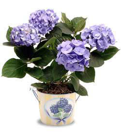  hediye sevgilime hediye iek Hydrangea Plant ortanca