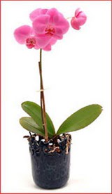  Balgat Ankara kaliteli taze ve ucuz iekler Phalaenopsis Orchid Plant