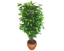 Ficus Benjamin 1,50 cm   hediye sevgilime hediye iek