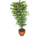 Ficus zel Starlight 1,75 cm   Ankara Ceyhun atuf kansu cicek , cicekci