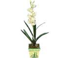 zel Yapay Orkide Beyaz   Ankara 14 ubat sevgililer gn iek