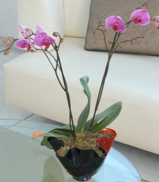  Ankara Balgat online internetten iek siparii tek dal ikili orkide saksi iegi