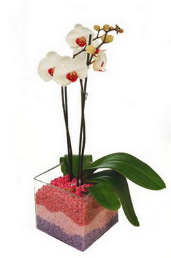  Balgat cevizlidere ucuz iek gnder tek dal cam yada mika vazo ierisinde orkide