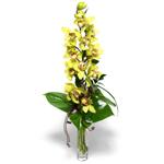  balgat Kzlrmak iek siparii Ankara iek yolla cam vazo ierisinde tek dal canli orkide