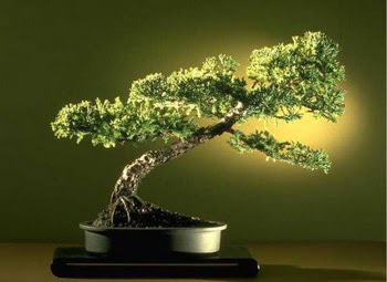 ithal bonsai saksi iegi  Ankara Balgat online internetten iek siparii