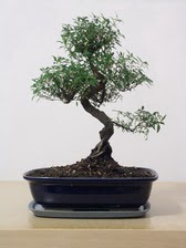 ithal bonsai saksi iegi  Balgat Ouzlar Ankara online iek gnderme sipari