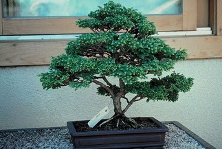 ithal bonsai saksi iegi  Balgat Ankara iek online iek siparii