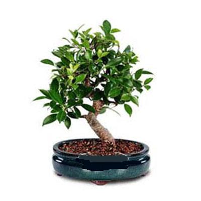 ithal bonsai saksi iegi  Ankara internetten iek sat