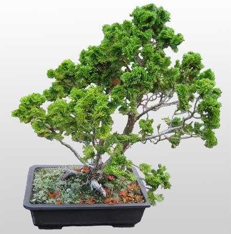 ithal bonsai saksi iegi  balgat Kzlrmak iek siparii Ankara iek yolla