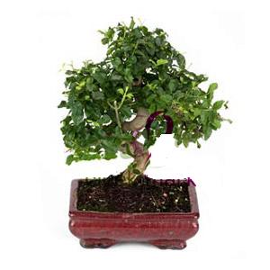 ithal bonsai saksi iegi  hediye sevgilime hediye iek