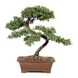 ithal bonsai saksi iegi  Ankara Balgat iek siparii