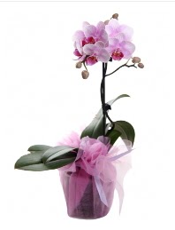 1 dal pembe orkide saks iei  Ankara Balgat Nasuh akar iek
