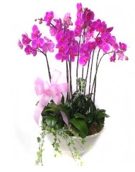 9 dal orkide saks iei  Balgat online ieki , iek siparii