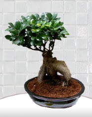 saks iei japon aac bonsai  Ankara Balgat Nasuh akar iek
