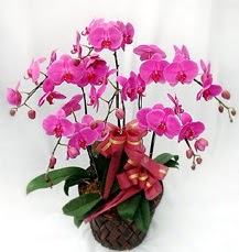 6 Dall mor orkide iei  hediye sevgilime hediye iek