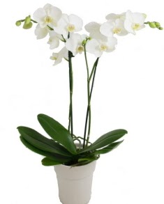 2 dall beyaz orkide  Balgat cevizlidere ucuz iek gnder