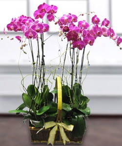 4 dall mor orkide  Balgat online ieki , iek siparii