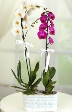 1 mor 1 dal beyaz thal orkide sepet ierisinde  Balgat Ankara kaliteli taze ve ucuz iekler