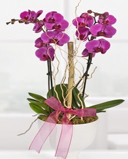 2 dall nmor orkide  hediye sevgilime hediye iek