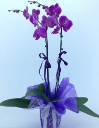 2 dall mor orkide  Ankara Balgat Nasuh akar iek