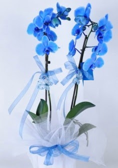 2 dall mavi orkide  Balgat Ehlibeyt Ankara iek siparii sitesi