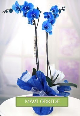 2 dall mavi orkide  Ankara Balgat ieki maazas