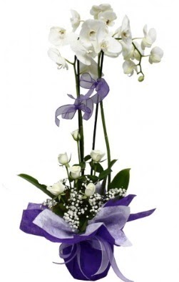 2 dall beyaz orkide 5 adet beyaz gl  Ankara Balgat online internetten iek siparii
