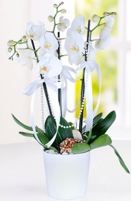3 dall beyaz orkide  Balgat ankaya online ieki telefonlar 