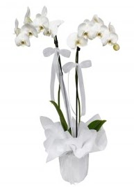 2 dall beyaz orkide  Balgat online ieki , iek siparii