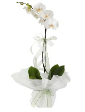 1 dal beyaz orkide iei  Balgat Ouzlar Ankara online iek gnderme sipari