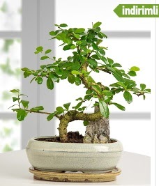 S eklinde ithal gerek bonsai japon aac  Balgat Ehlibeyt Ankara iek siparii sitesi