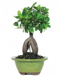 5 yanda japon aac bonsai bitkisi  Ankara Ceyhun atuf kansu cicek , cicekci